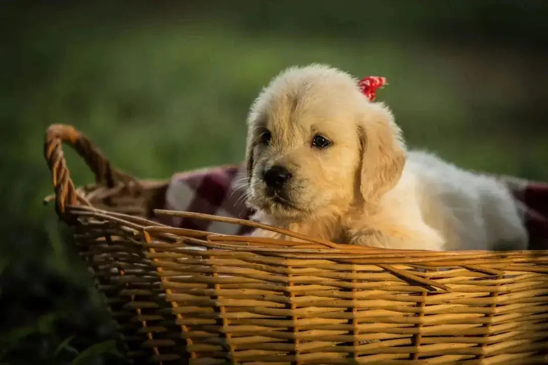 Best pet supplies for dogs