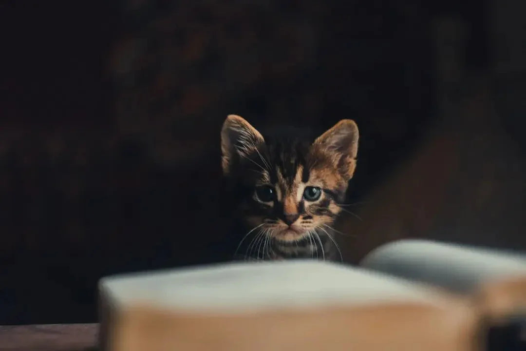 Best place to advertise kittens for sale