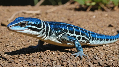 Blue Tongue Skink: Understanding UVB Requirements - Talis Us