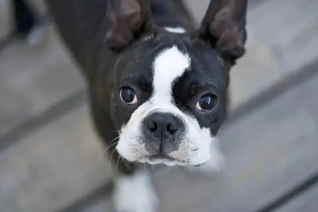 Boston Terrier vs French Bulldog What s the Difference