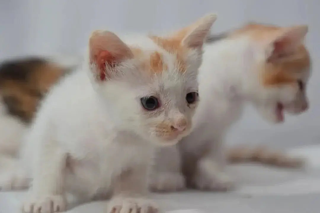 British longhair kittens for sale near me