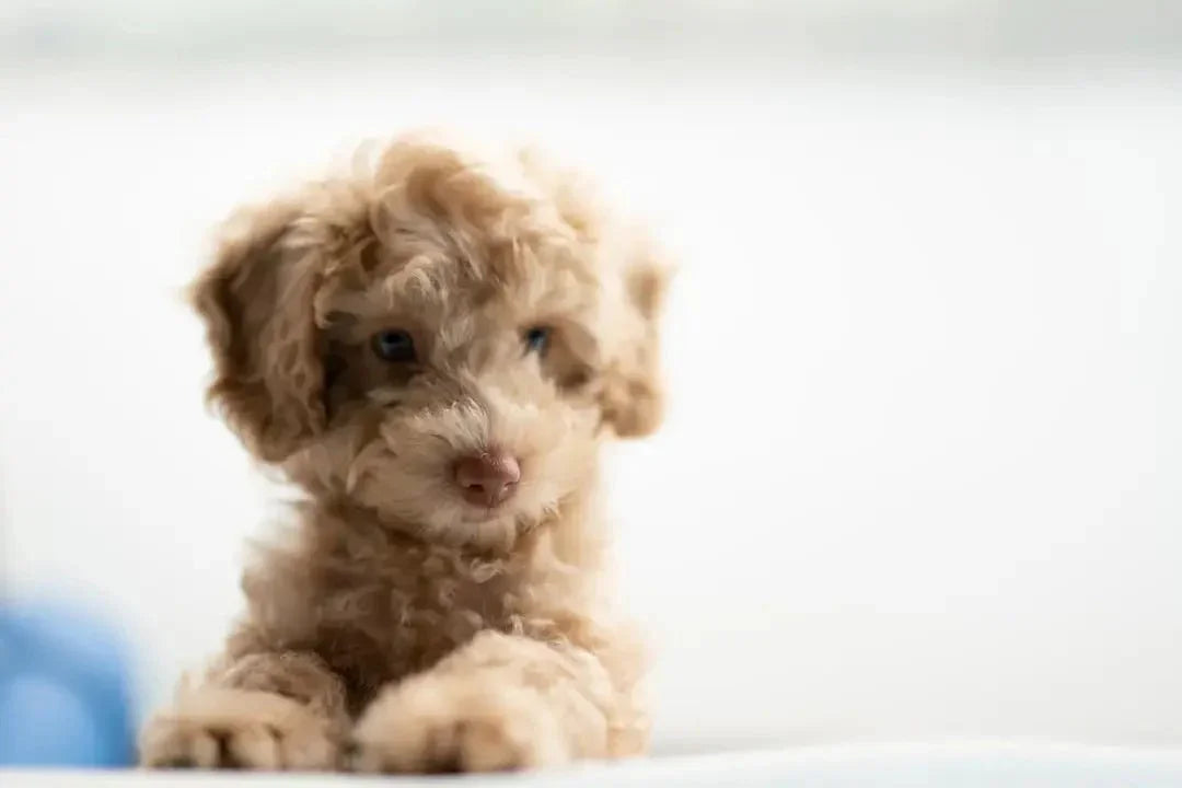Is Brown Rice Safe for Dogs?