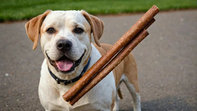 Bully Sticks for Pets: A Tasty and Healthy Chew Option - Talis Us