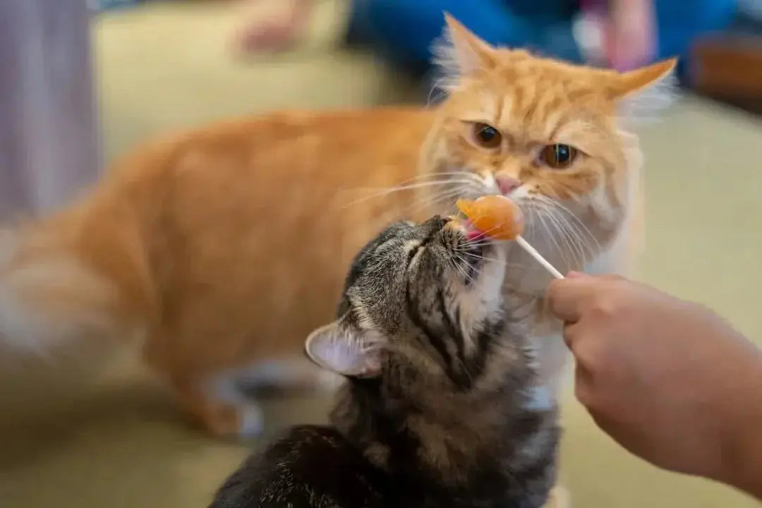 Where to buy koha cat food