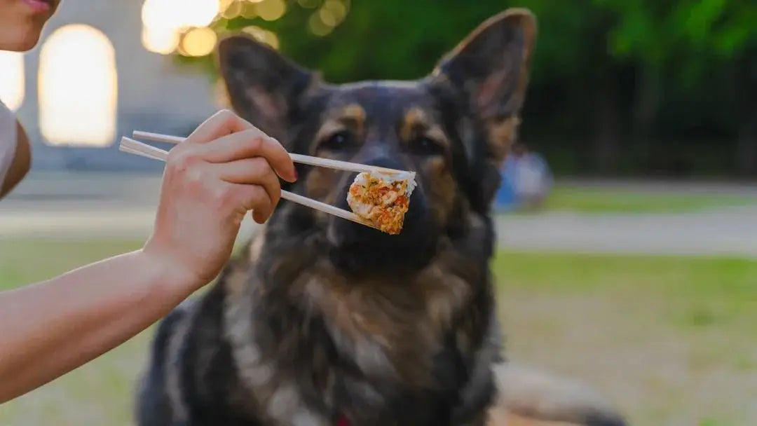 Where can I buy Nutrisource dog food online or in stores