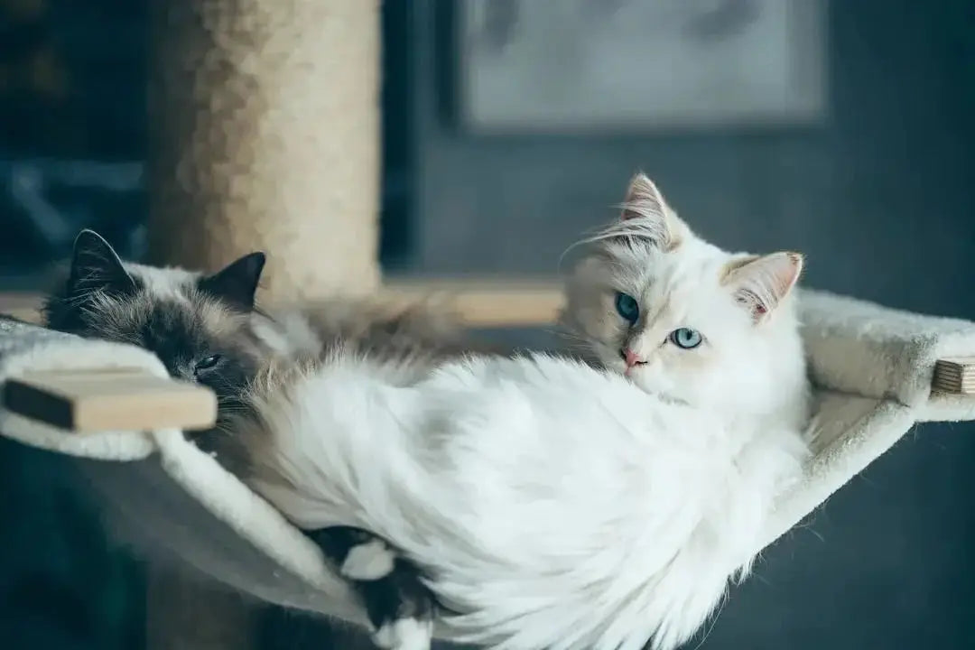 How to Buy Premium Pet Supplies Online in the USA