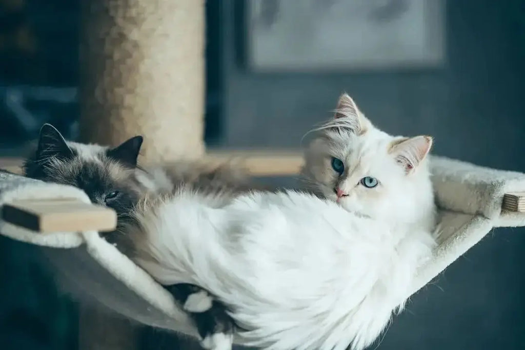 How to Buy Premium Pet Supplies Online in the USA