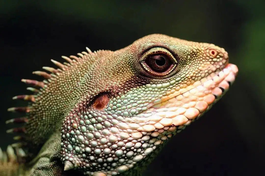 Caring for Your Chinese Water Dragon
