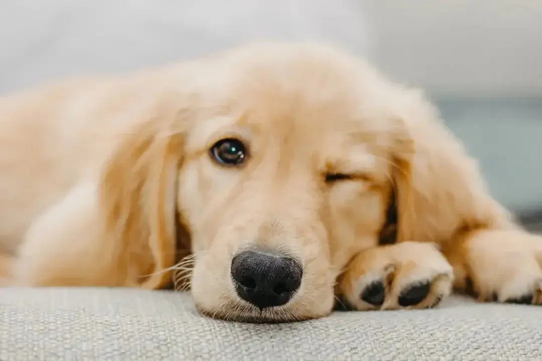 Caring for Your Golden Retriever Puppy