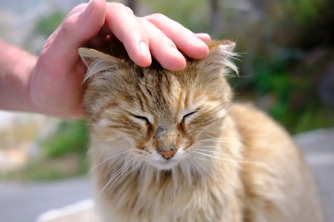 Cat Treats: Best Options for a Healthy Feline