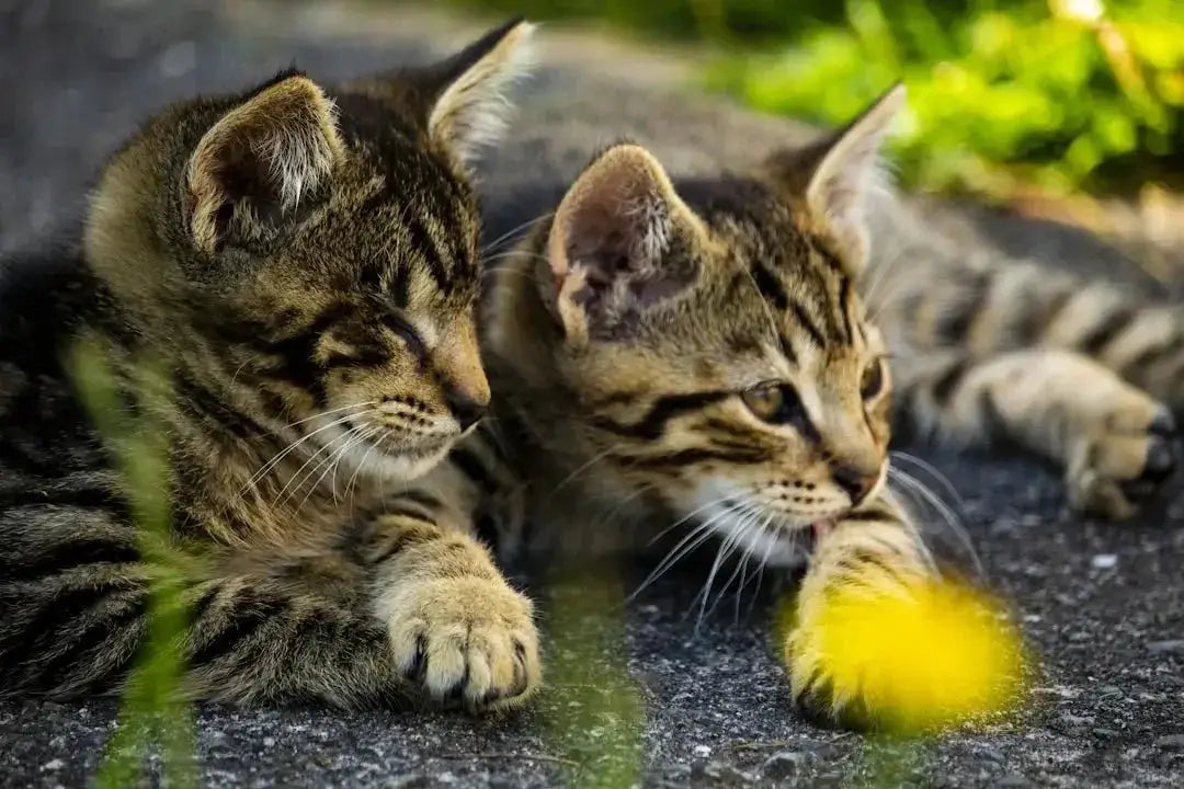 What does catnip do to cats