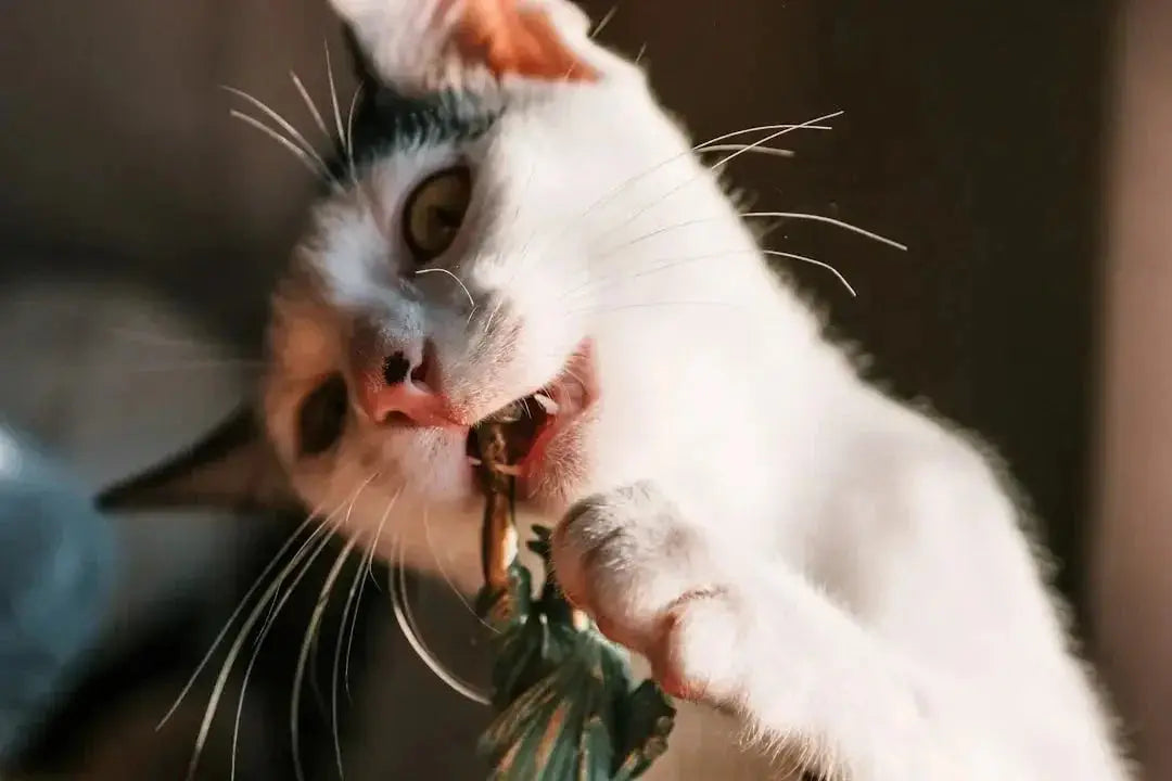 Can Cats Safely Eat Shrimp? Facts Explained