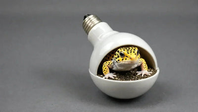 Ceramic Heat Bulb for Leopard Gecko - Talis Us