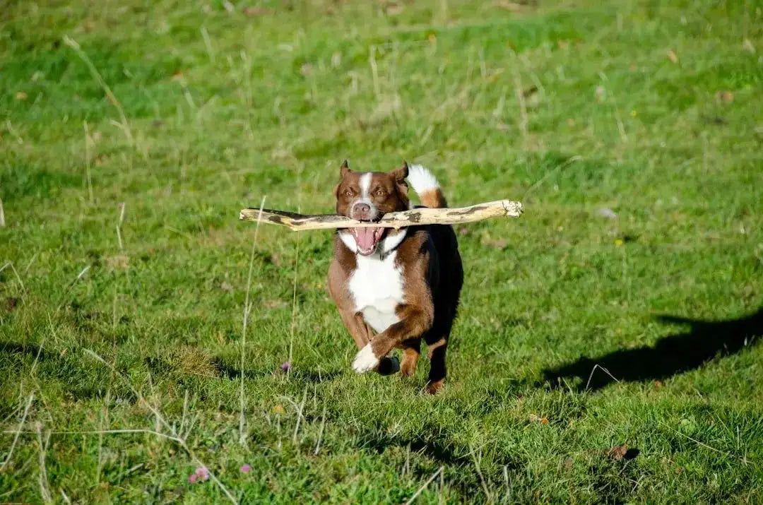 How to Choose the Best Puppy Teething Toys