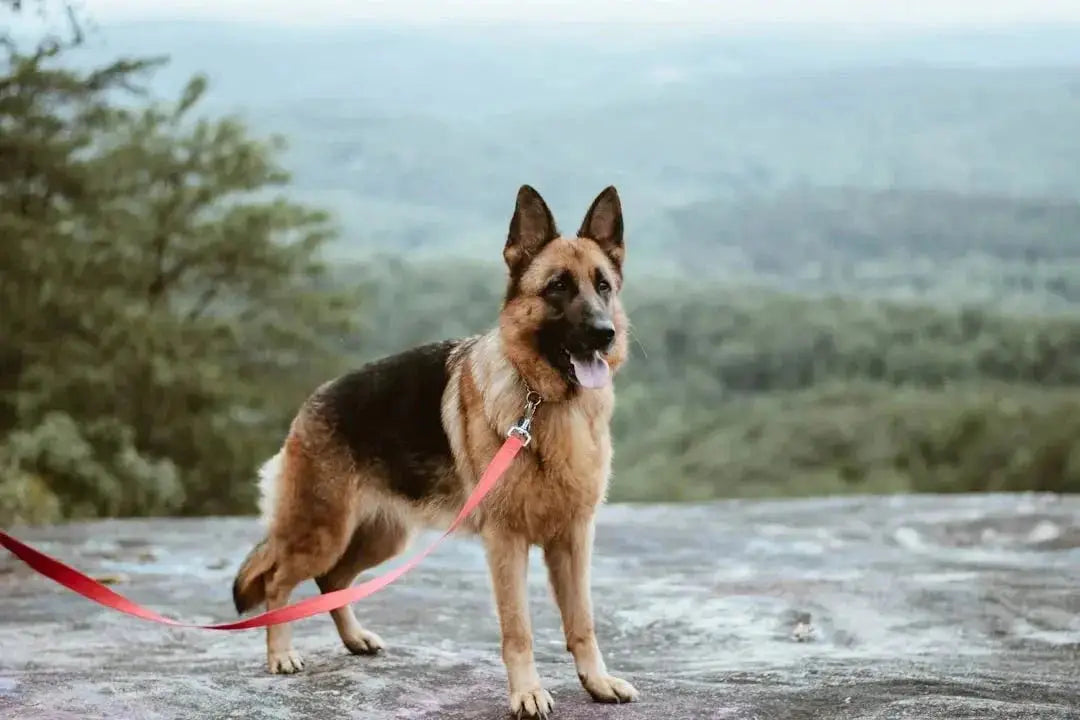 Why Choose Freeze-Dried Dog Food from Talis Us