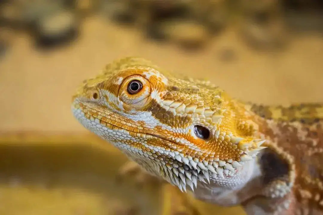 Choosing the Best Basking Platform for Bearded Dragons