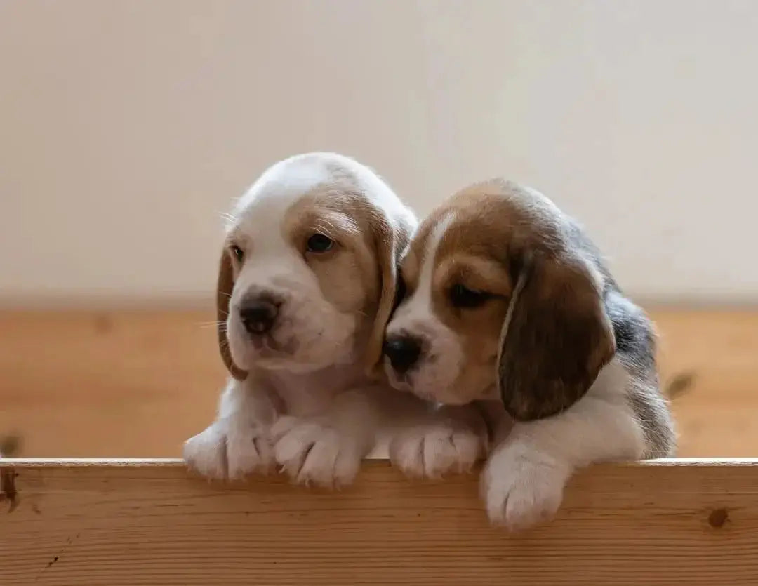 Choosing the Best Caesar's Puppy Food