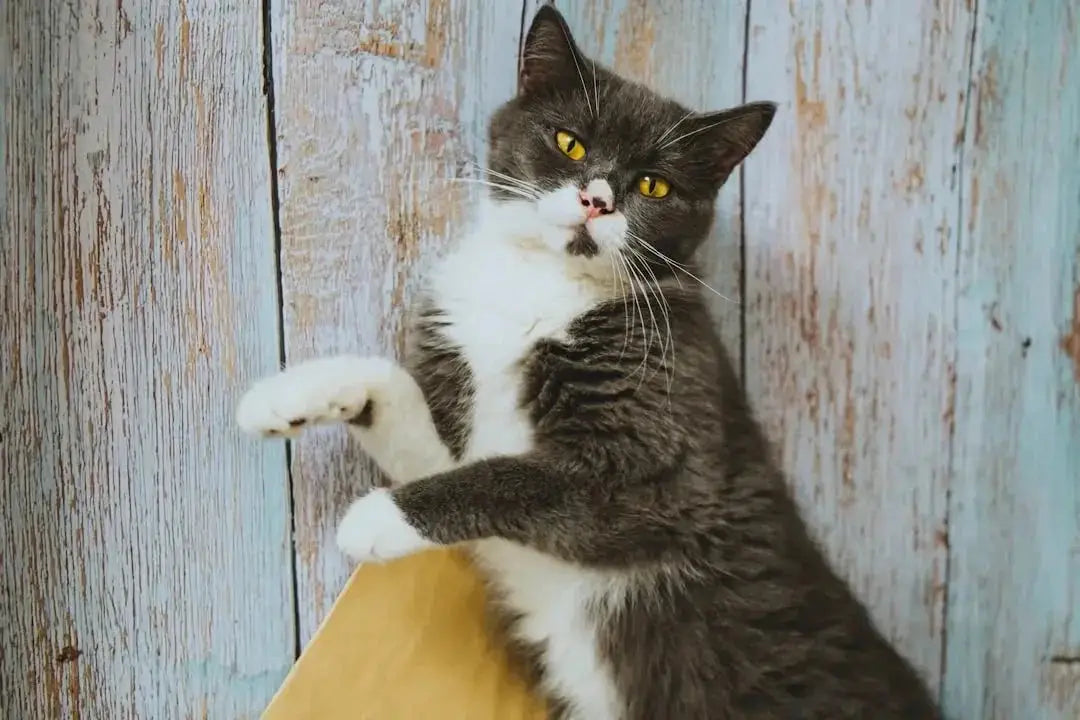 Choosing the Best Cat Scratching Post