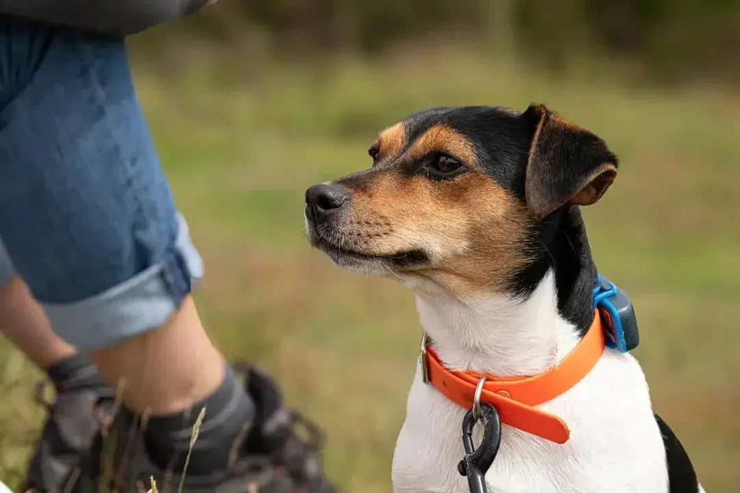 Choosing the Best Dog Boots for Winter