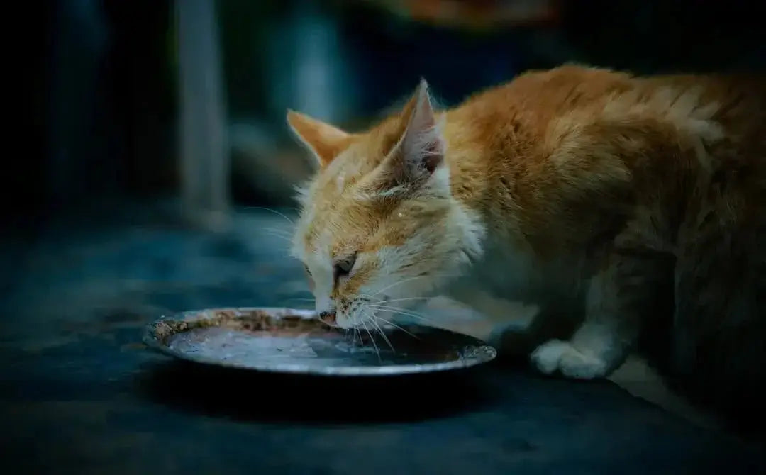 Choosing the Best Dry Cat Food