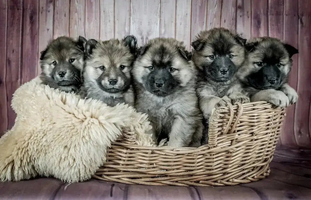 Choosing the Best Food for Large Breed Puppies