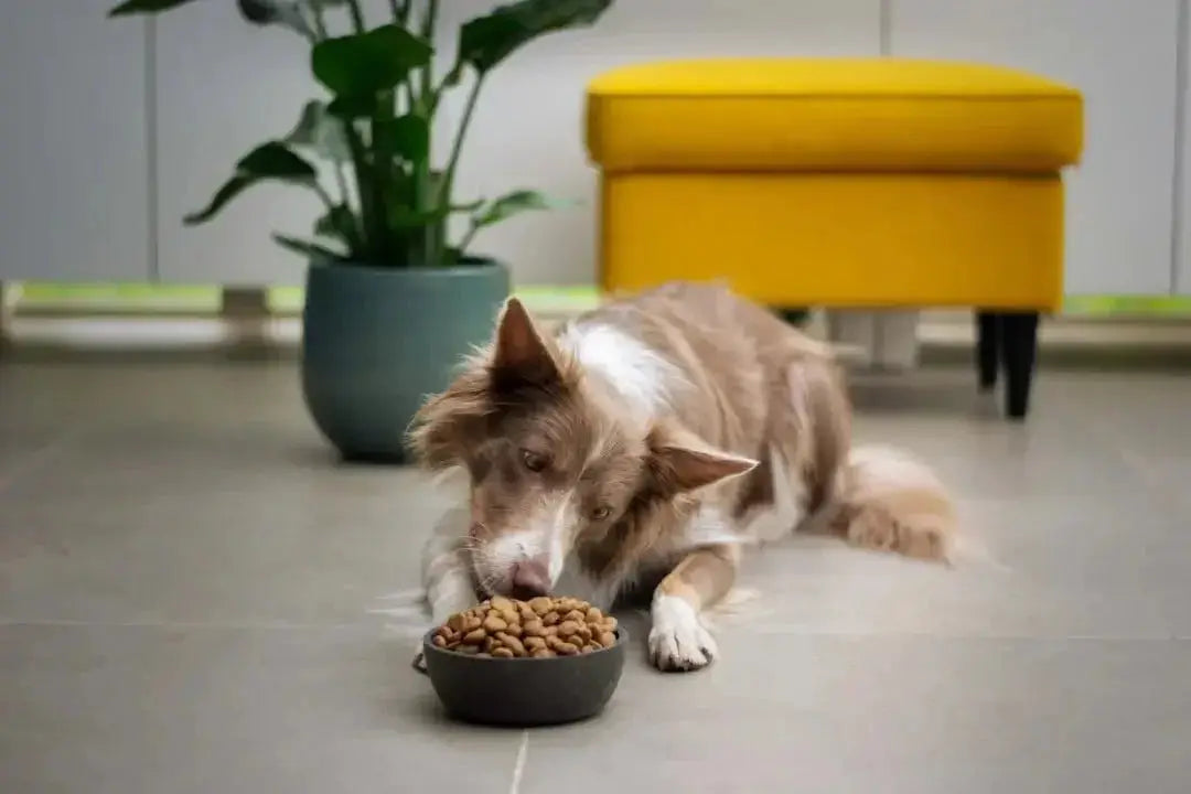 Choosing the Best Natural Pet Food