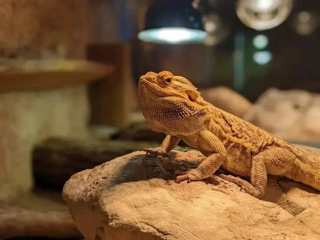 Choosing the Best Reptile Night Light