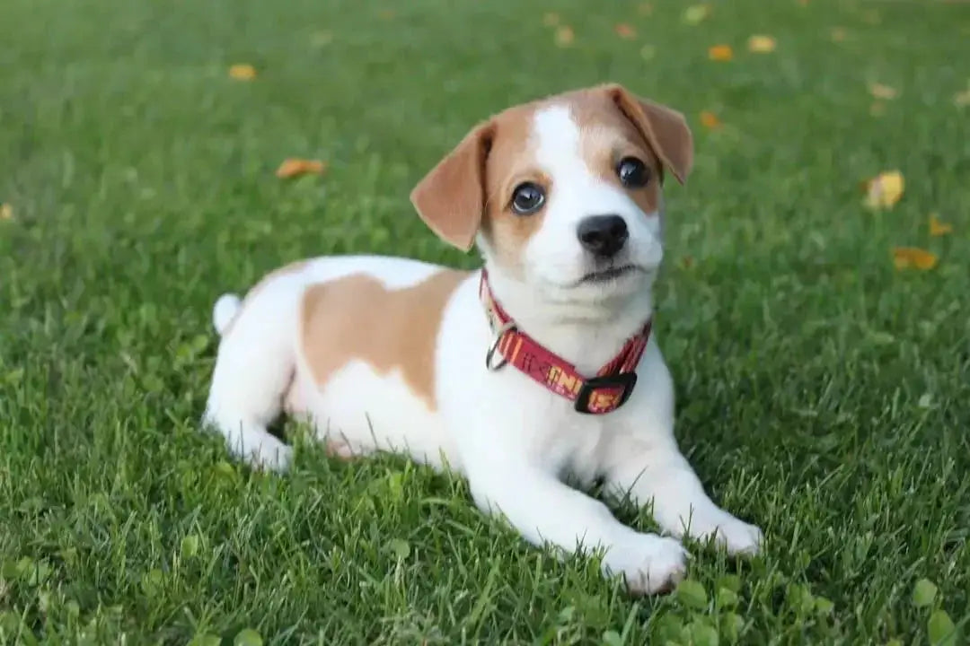Choosing the Best Science Plan Puppy Wet Food