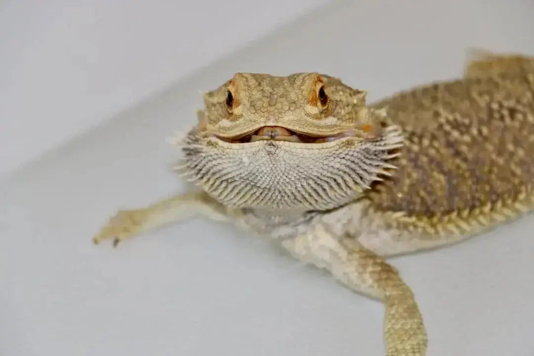 Choosing the Best Thermometer for Bearded Dragons