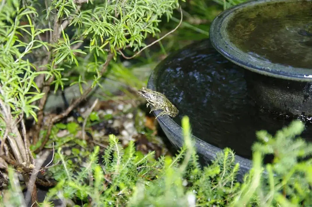 Choosing the Best Water Bowl for Large Reptiles