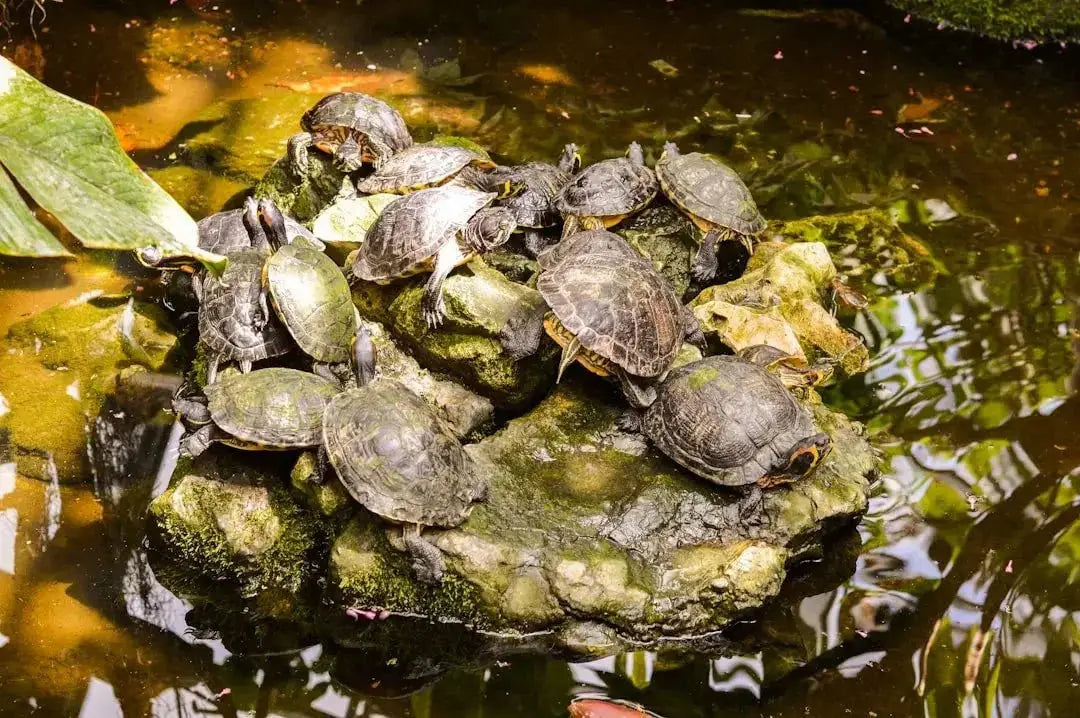 Choosing the Best Water Bowl for Turtles