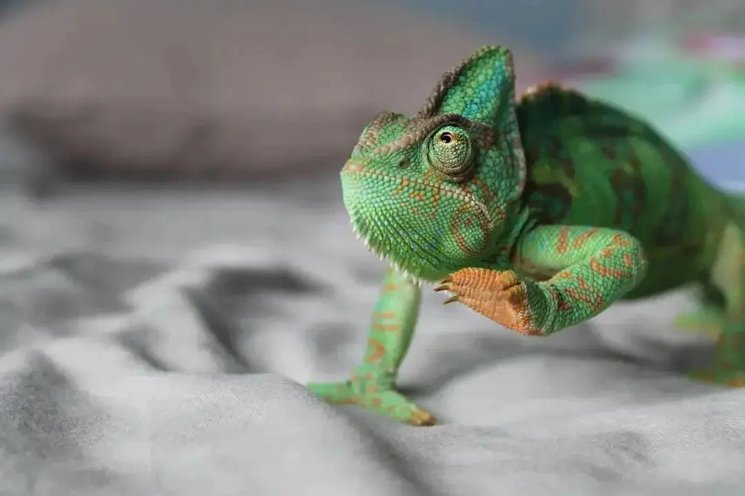 Choosing the Perfect Cage for Chameleons