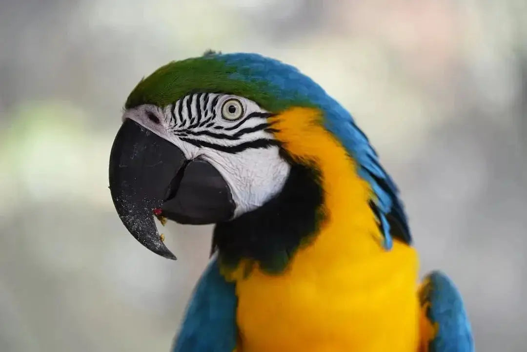 Choosing the Perfect Large Bird Cage