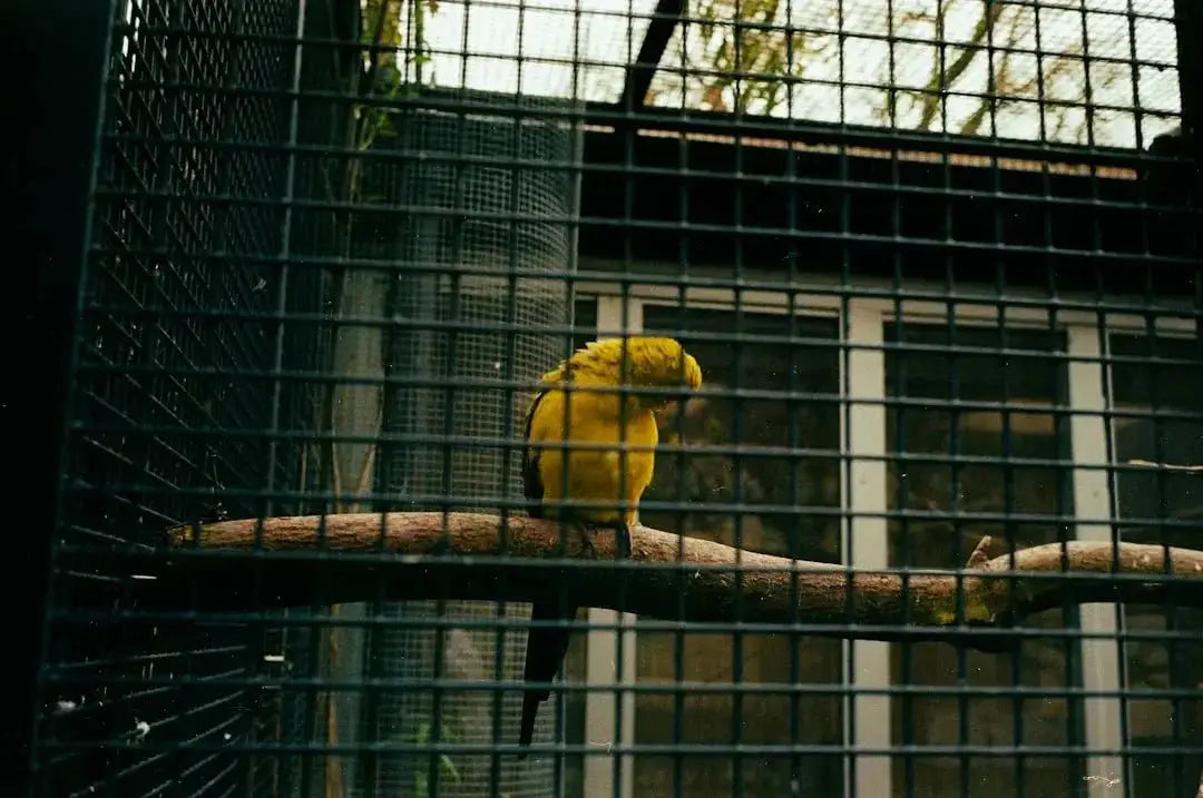 Choosing the Perfect Outdoor Bird Cage