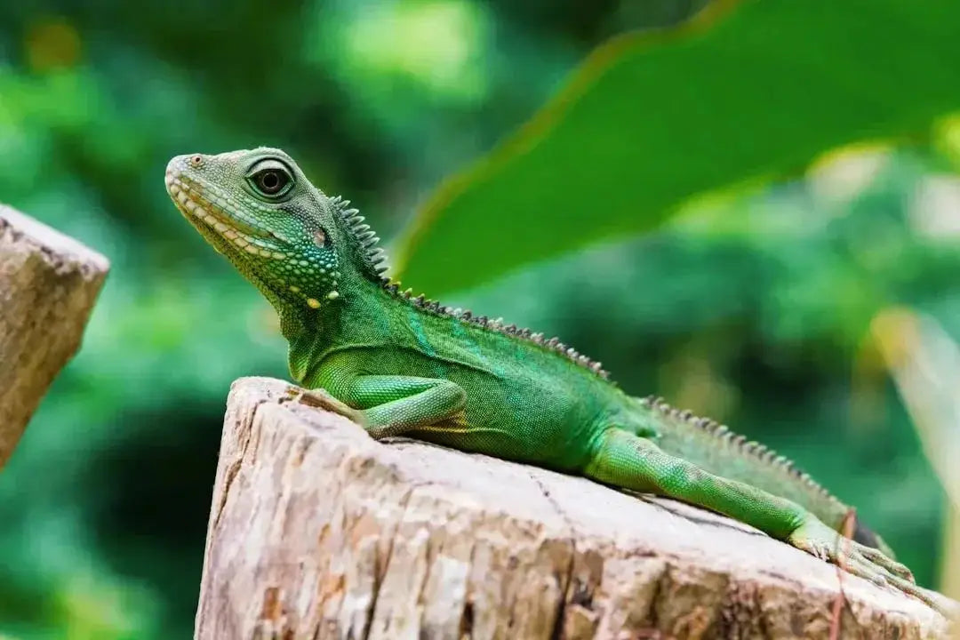 Choosing the Right Heat Bulb for Reptiles: A Complete Guide