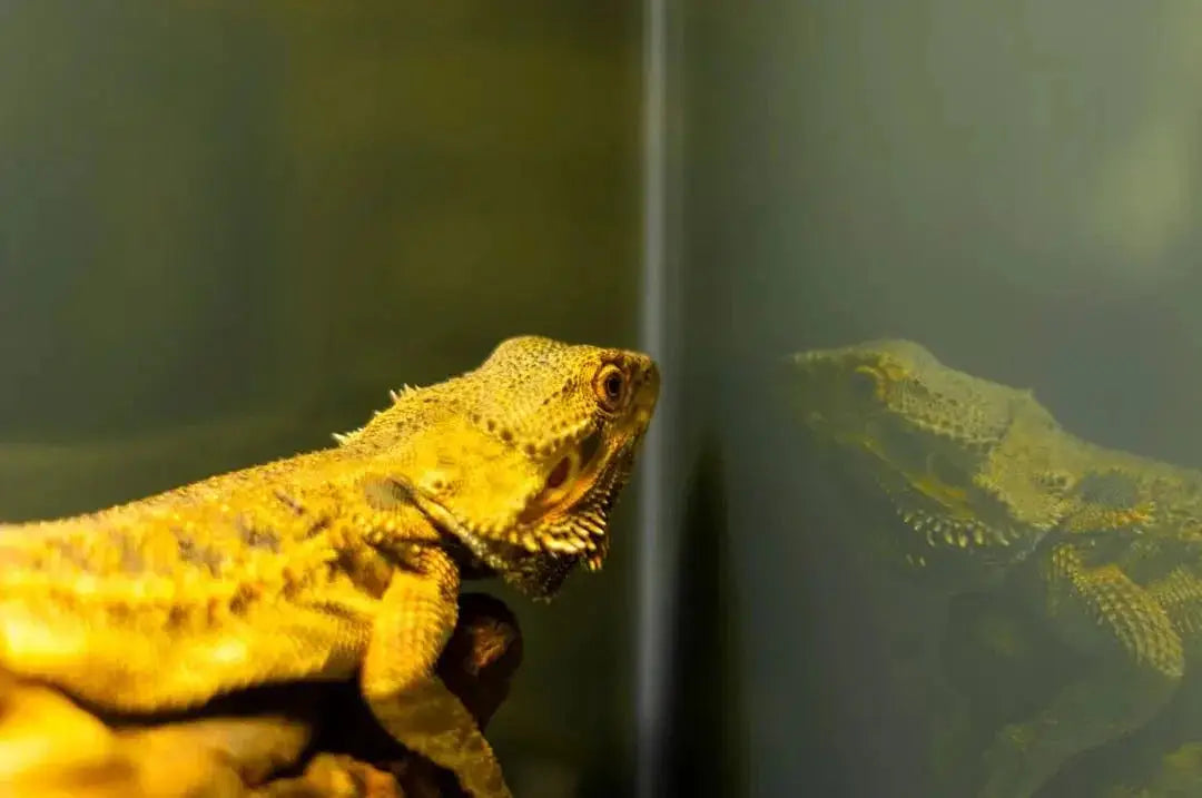 Choosing the Right Reptile Lamp Holder
