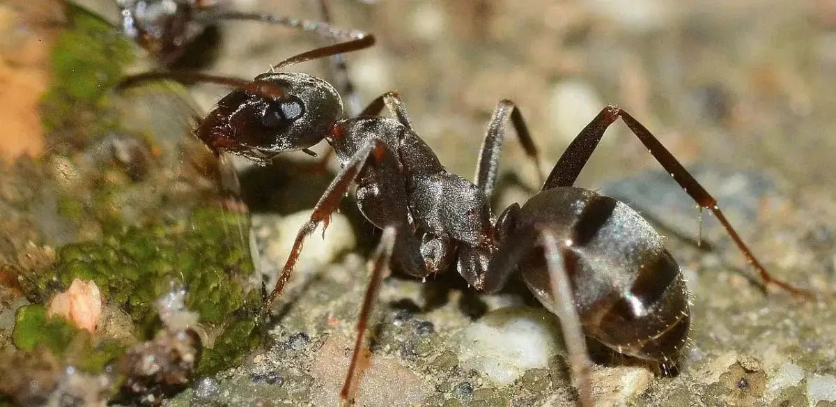Choosing the Best Ant Farm Kit