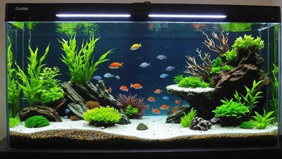 Create a Stunning Fish Tank with the Best Fish Tank Accessories - Talis Us