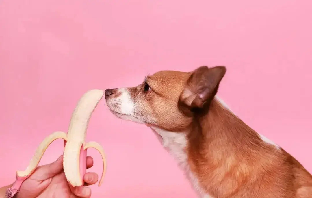 Creating Custom Fresh Dog Food Meal Plans