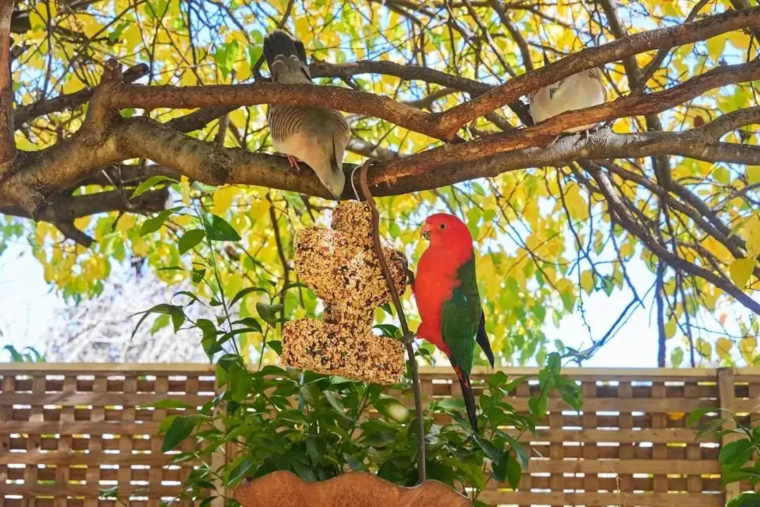 Creating the Perfect Outdoor Bird Aviary