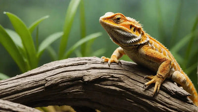 Creating the Perfect Bearded Dragon Habitat: A Step-by-Step Guide - Talis Us