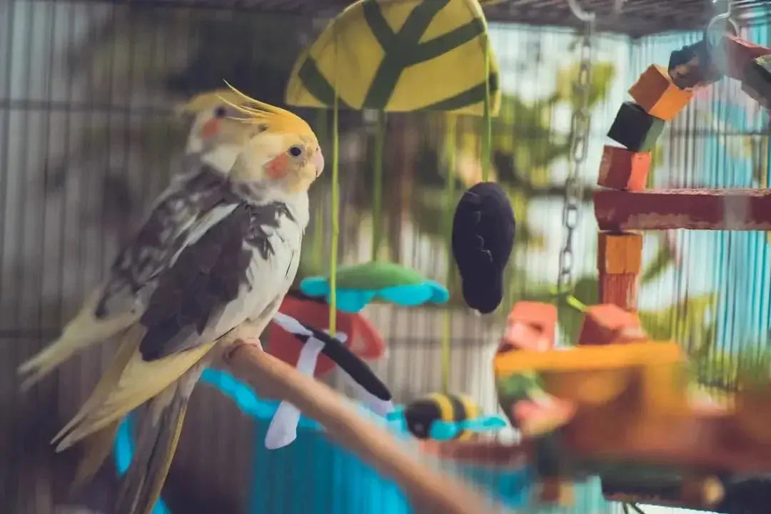 Creative DIY Bird Toys for Your Feathered Friends