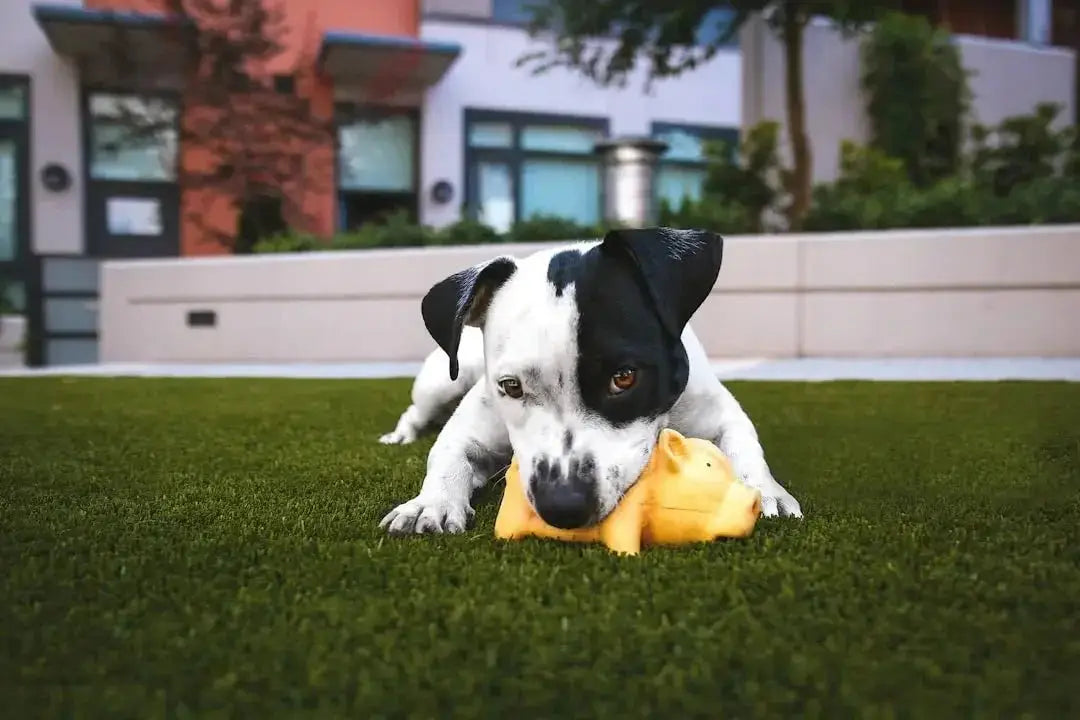 Creative Ideas for Organizing Your Dog's Toy Box
