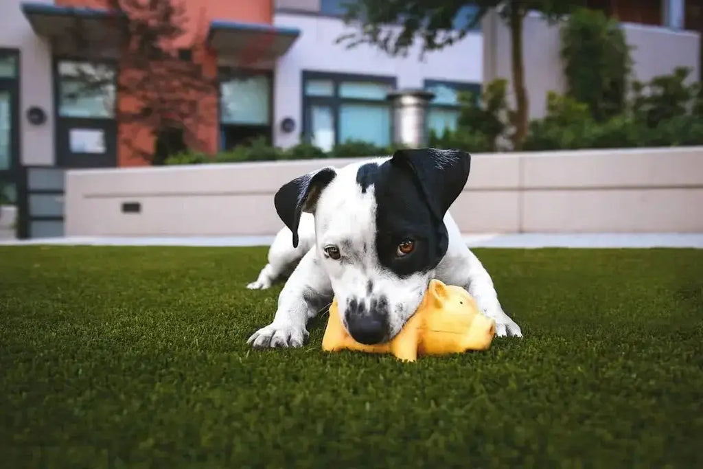 Creative Ideas for Organizing Your Dog's Toy Box