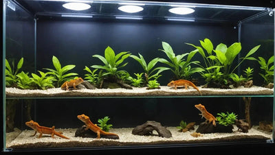 Crested Gecko Tank Accessories - Talis Us