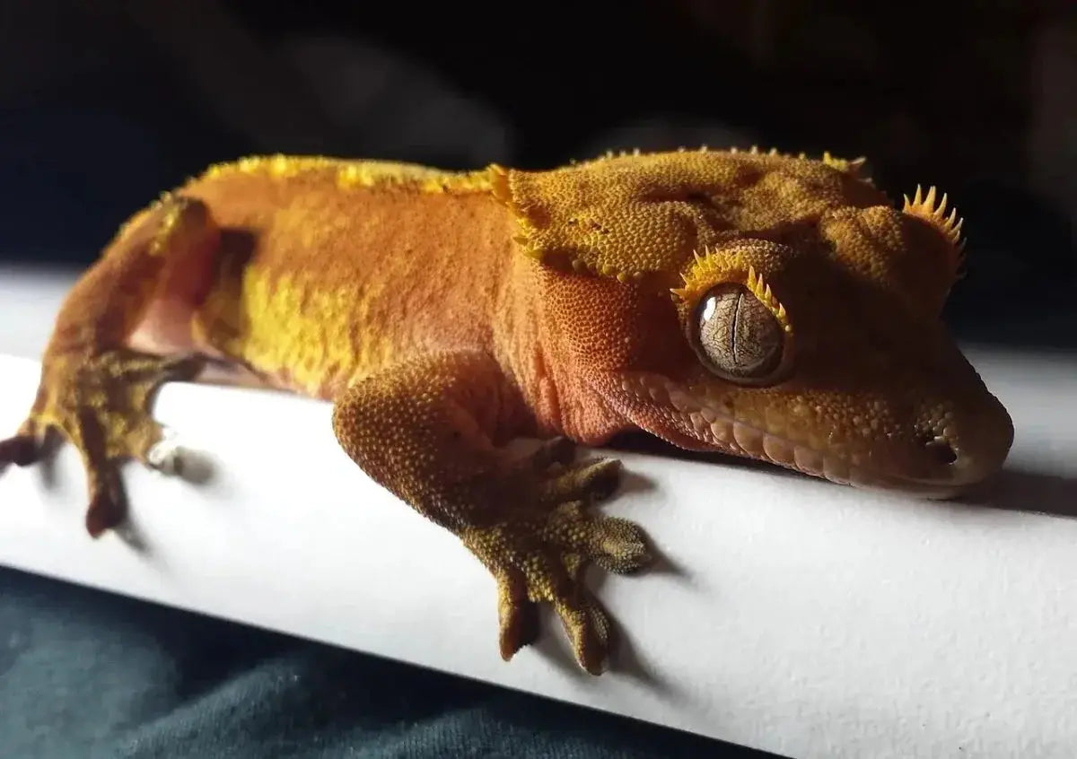 What Can Crested Geckos Eat? - Talis Us