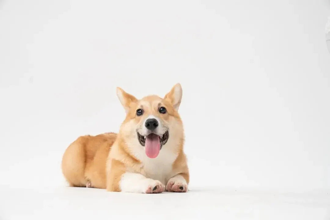 Delicious Dog Cakes: Local Options Available