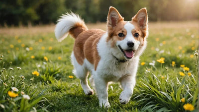 Discover the Benefits of Natural Pet Products for Your Furry Friend - Talis Us