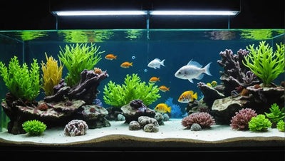 Discover the Best Fish Aquariums for Beginners - Talis Us