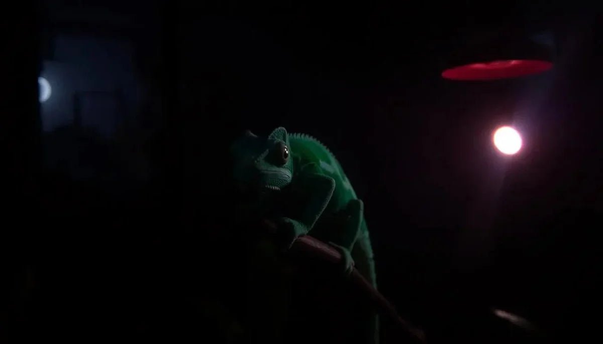 Do Chameleons Need Light at Night? - Talis Us